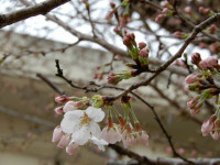 DSCN3291