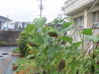 pict-IMG_7736